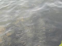 -西湖游船
