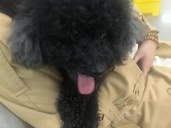-瑞派宠物医院·24h·骨外科·皮肤科·全科宠物医疗转诊中心(沈阳浑南院)