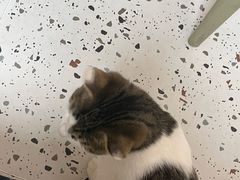-瑞派康怡24h宠物医院·犬猫医疗中心·微创绝育(瑞景分院)