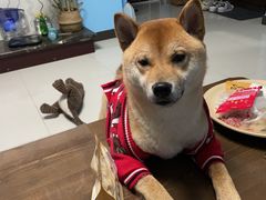 -美联众合动物医院·24h转诊中心