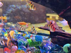 -新辉港式茶餐厅(北栅店)