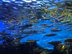 -华夏文旅海洋公园