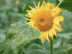 -福田红树林生态公园