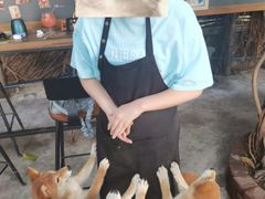 -柴犬高等学院·狗咖·柴犬售卖·宠物训练