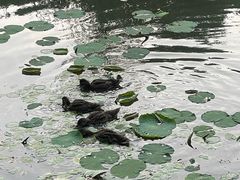 -丁香湖公园