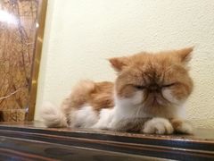 -more than meow吴止猫主题餐厅(承德 中船汇店)