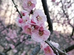 -梅花山(明孝陵内)