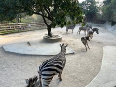 -泉州海丝野生动物世界