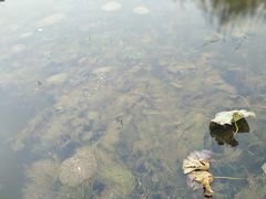 -白洋淀景区