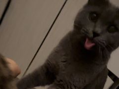 -瑞派福兴宠物医院犬猫全科·骨科·中西医结合(河东店)