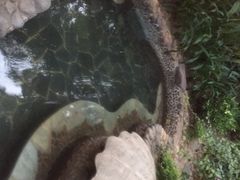 珠江南田温泉-三亚珠江南田温泉度假区