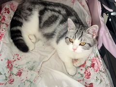 -艾吉宠物医院·疑难杂症转诊中心·猫友好(碧江路院)