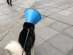 -贝利宠物医院·骨科·眼科·肿瘤转诊中心(南坪诊疗中心)