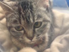 -瑞派宠物医院·犬猫全科·猫友好(宾水西道店)