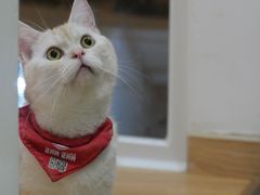 -是阿柴呀！柴犬咖啡·爱喵喵猫咖