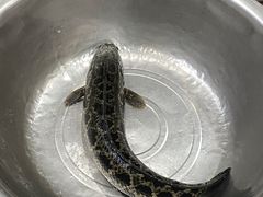 -老四川平头酸菜鱼(衙前店)