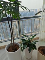 -HEYAN荷妍专业脱毛连锁机构