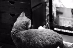 -飛凡TATTOO纹身•原创