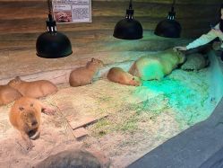 -Zoolung Zoolung动物主题公园(海信广场店)