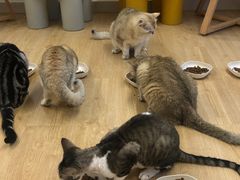 -有喵·猫咖·狗咖·30几只猫10只小狗(岗厦店)