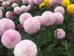 -上海鲜花港