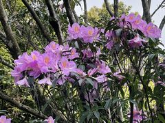 -梧桐山风景名胜区