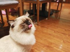 -绒爪撸猫下午茶·猫咖