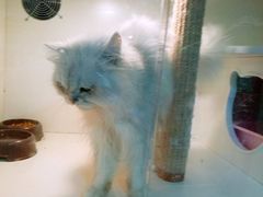 -李小姐の猫咖啡馆(五角场店)