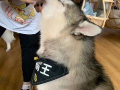 -Husky Go! 哈士奇体验馆·宠物咖啡厅狗咖