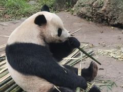 -都江堰中华大熊猫苑