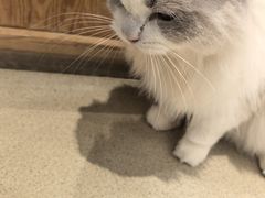 -藏猫猫咖啡主题馆(中央大道店)