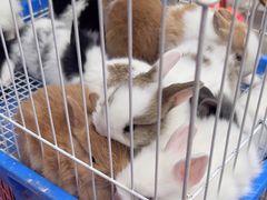 -青石桥花鸟鱼虫市场(叠翠城店)