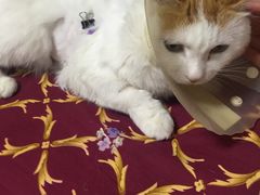 -纳吉亚猫专科动物诊疗中心(蒋宅口分院)