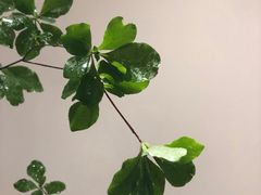 -双季花艺园艺市场(浦东店)