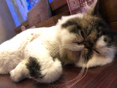 -喵园·猫主题咖啡厅·撸猫·猫咖(国贸店)
