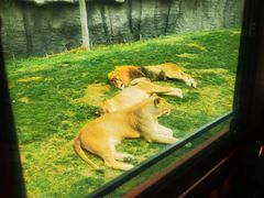 -北京野生动物园