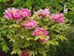 -莲花池公园