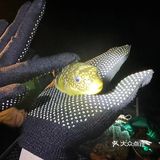 这样的赶海应该没有人不喜欢吧(2)图文篇🥰🥰🥰