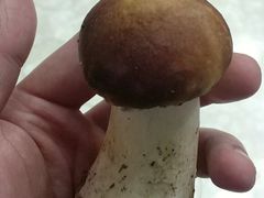 松茸-陇上全荟兰州传统牛肉面(延吉路店)