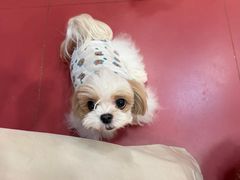 -和它·交个朋友·狗咖猫咖(爱琴海店)