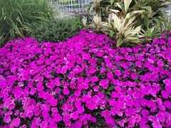 -深圳国际园林花卉博览园