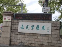 -嘉定紫藤园