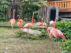 -清迈夜间动物园