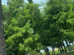 -上海滨江森林公园