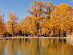 -金塔沙漠胡杨林景区
