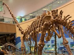 -陕西自然博物馆