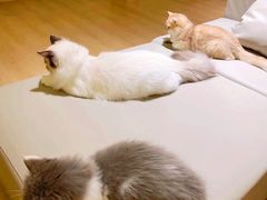 -猫腻·猫咖·撸猫馆(星光大道店)