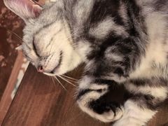 -猫猫幼稚园·撸猫·桌游·电玩