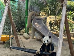 -灵玲国际马戏城