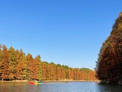 -上海海湾国家森林公园